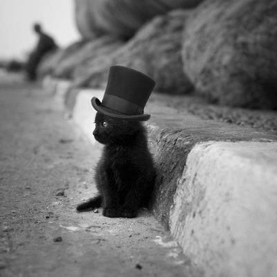 Gatito con sombrero